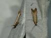 Metzneria sp.